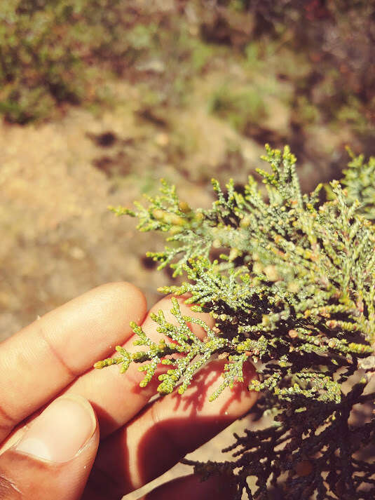 Cupressus macnabiana A. Murray bis resmi