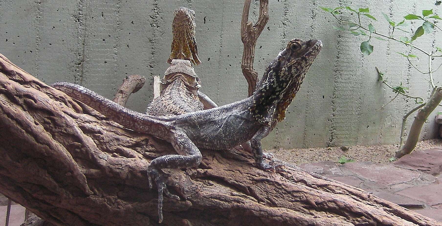 Image of Frilled Lizard