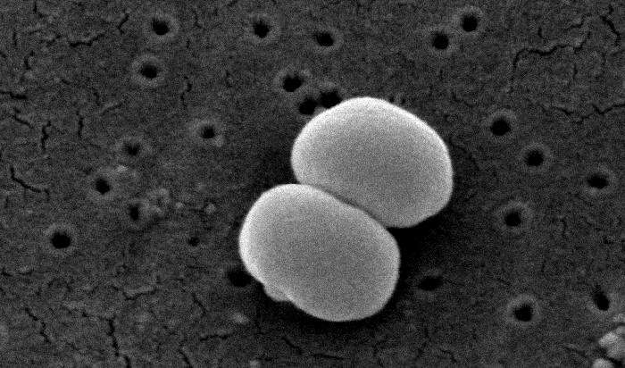 Image de Staphylococcus epidermidis