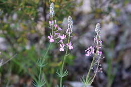 Image of Stylidium brunonianum Benth.