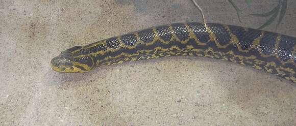 Image of Yellow anaconda