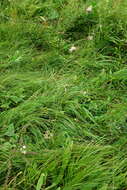 Image of Cirsium pannonicum (L. fil.) Link