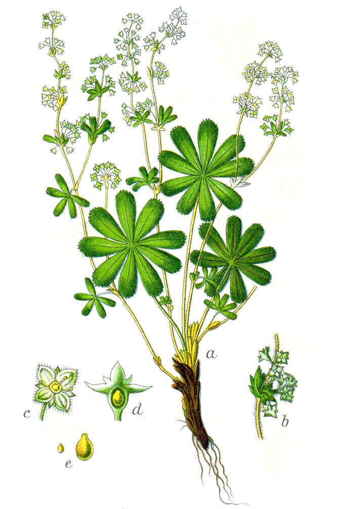 Image of Alpine Lady's-mantle