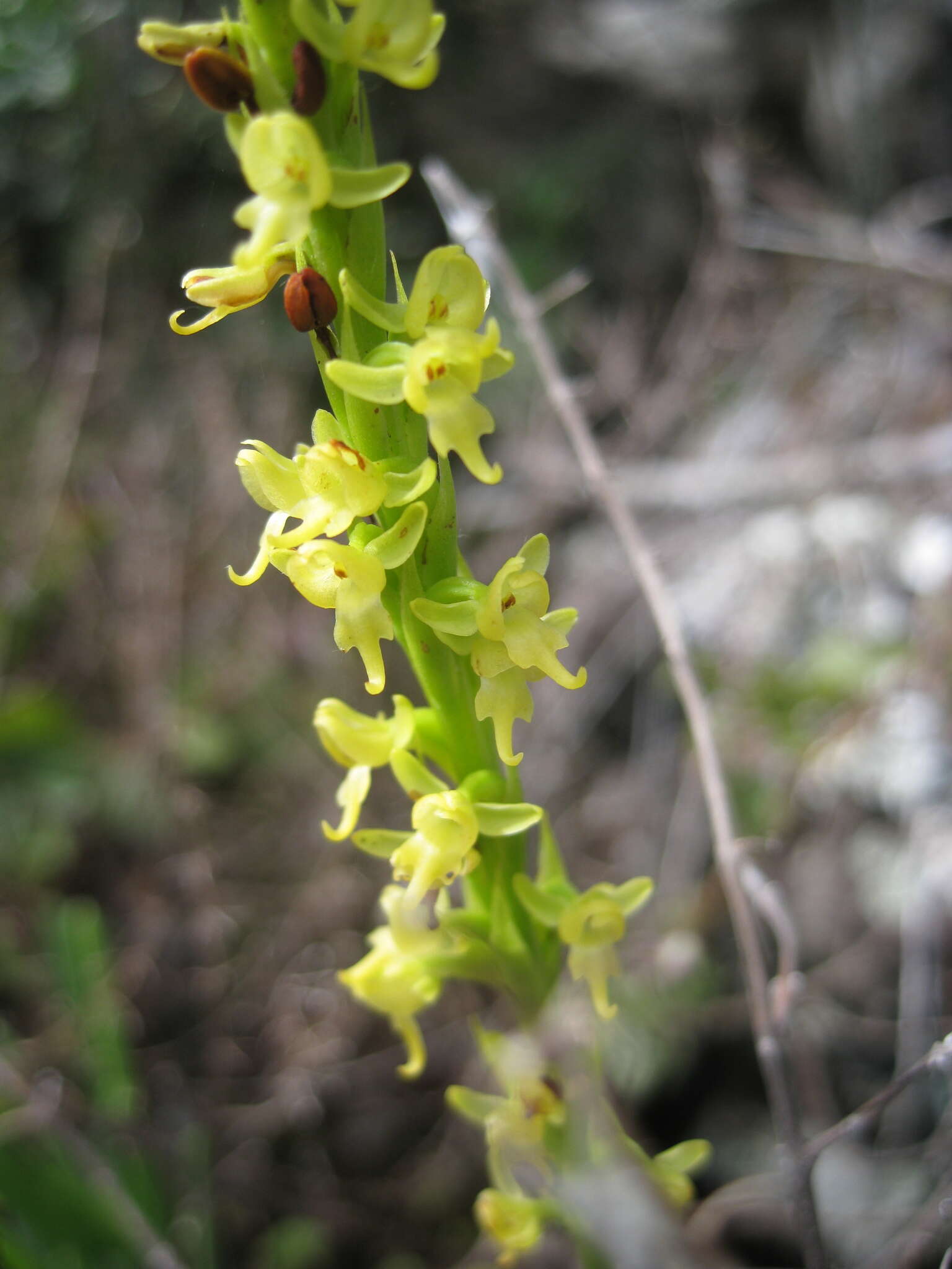 Image of Benthamia bathieana Schltr.