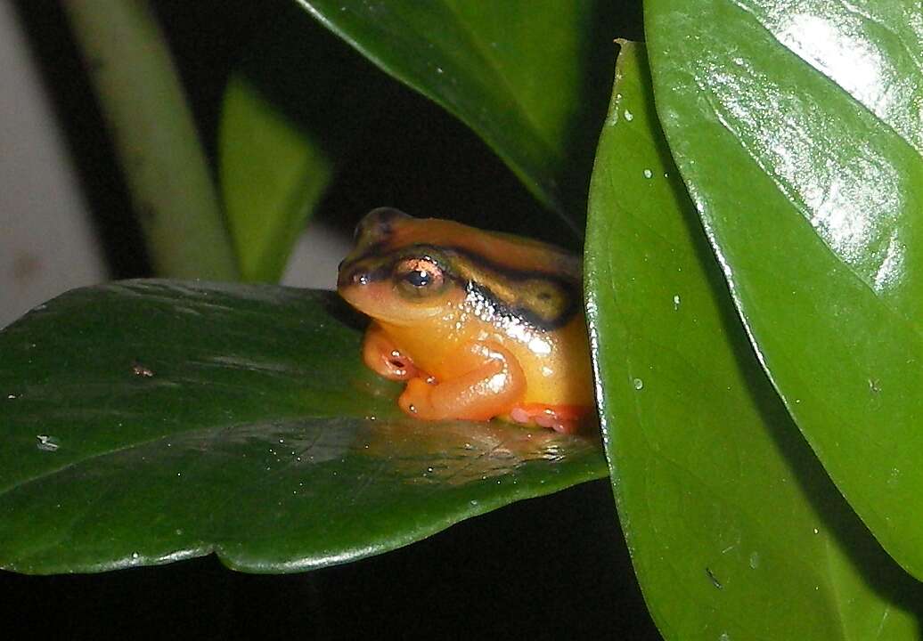 Image of Spotted reed frog