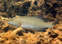 Image of Barcheek coral trout