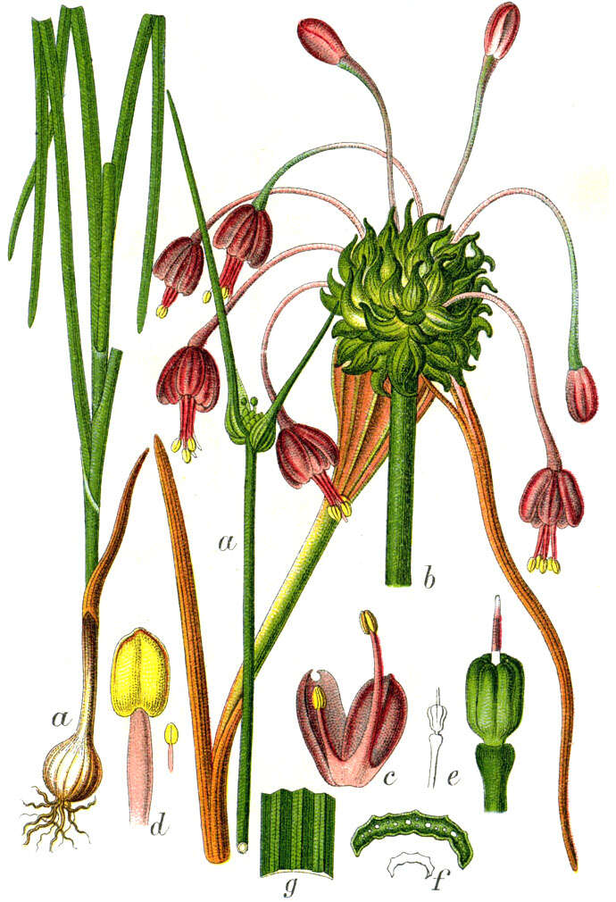 Image of Allium carinatum L.