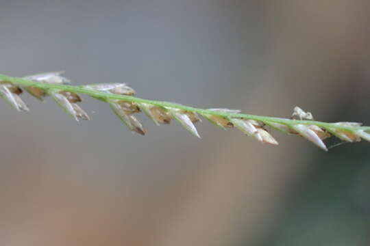 Слика од Leptochloa panicea (Retz.) Ohwi