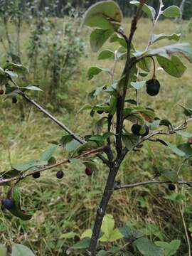 Imagem de Cotoneaster melanocarpus G. Loddiges