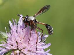 Image of Physocephala rufipes (Fabricius 1781)