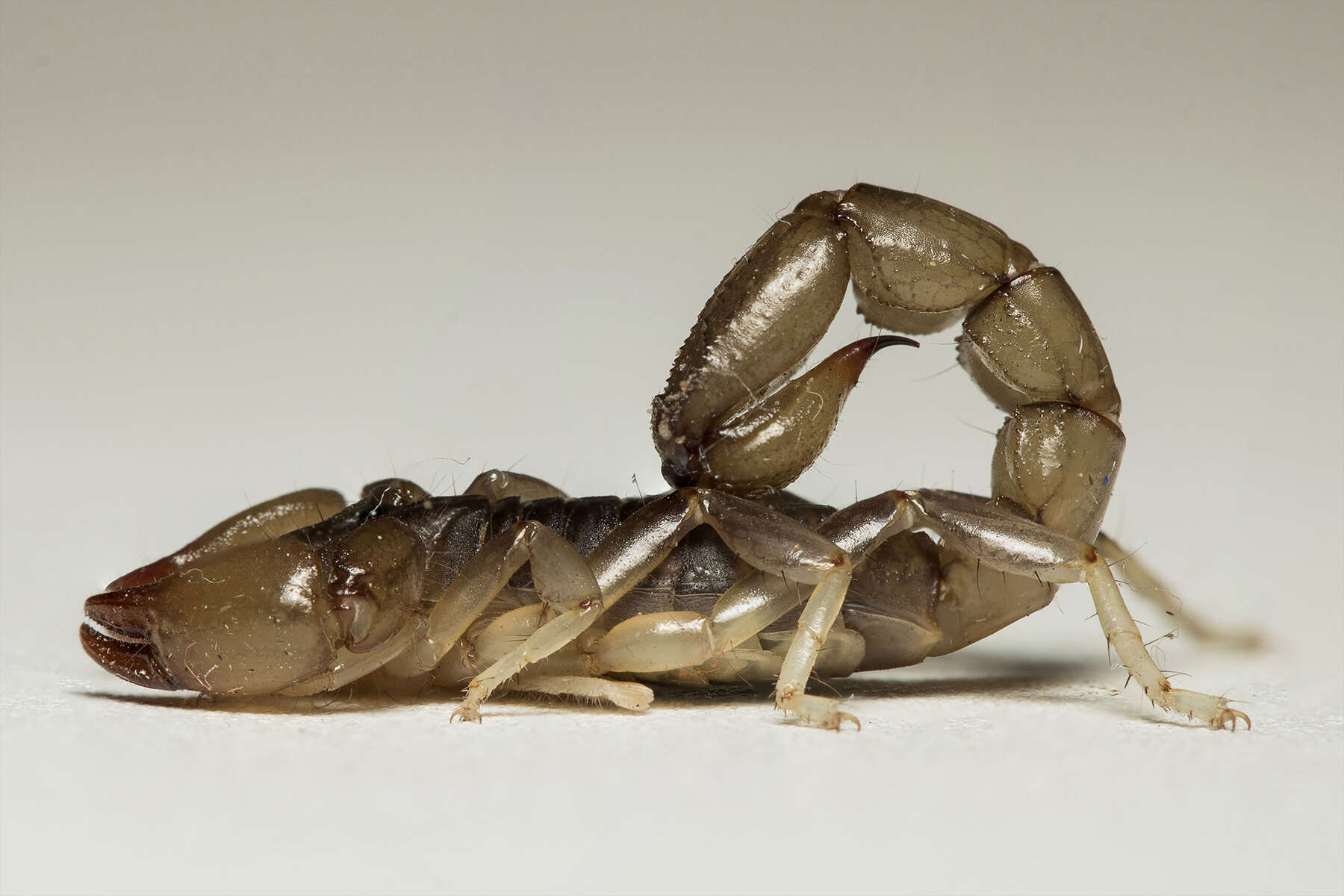 Image of Bothriurus rochai Mello-Leitão 1932