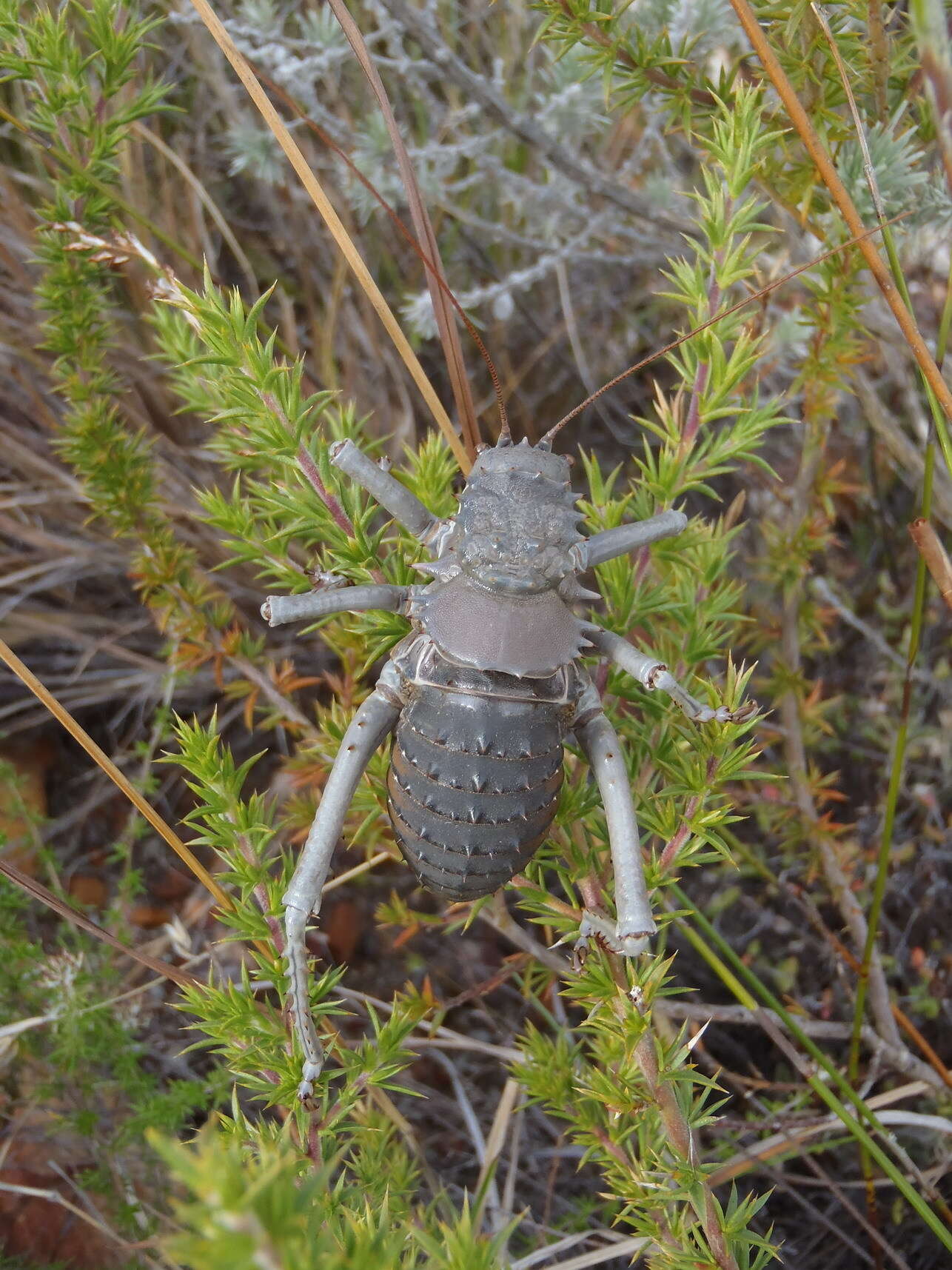 Image of Hetrodes pupus (Linnaeus 1758)