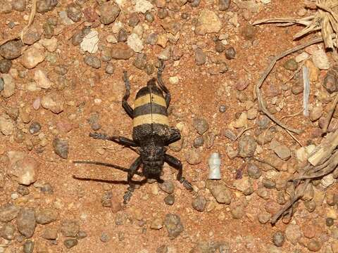 Phryneta aurocincta (Guérin-Méneville 1832)的图像