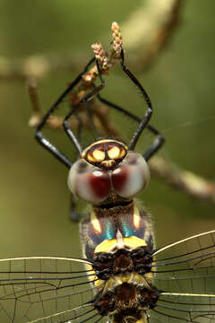 Image of Macromia annulata Hagen 1861