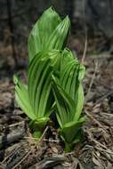 Слика од Veratrum viride Aiton