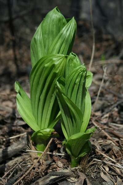 Слика од Veratrum viride Aiton