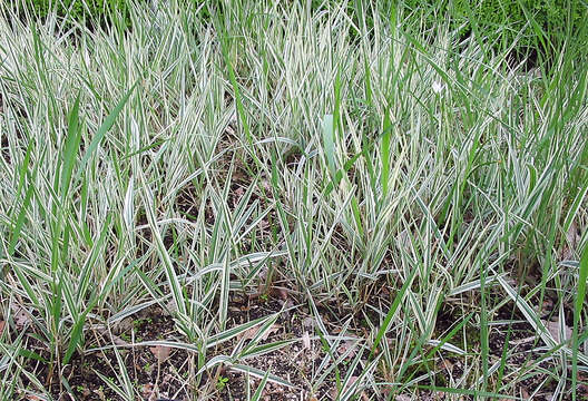 Plancia ëd Phalaris arundinacea L.