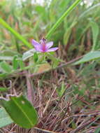 Image of Corynandra simplicifolia (Cambess.) Roalson