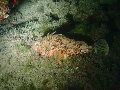 Image of Red Scorpionfish