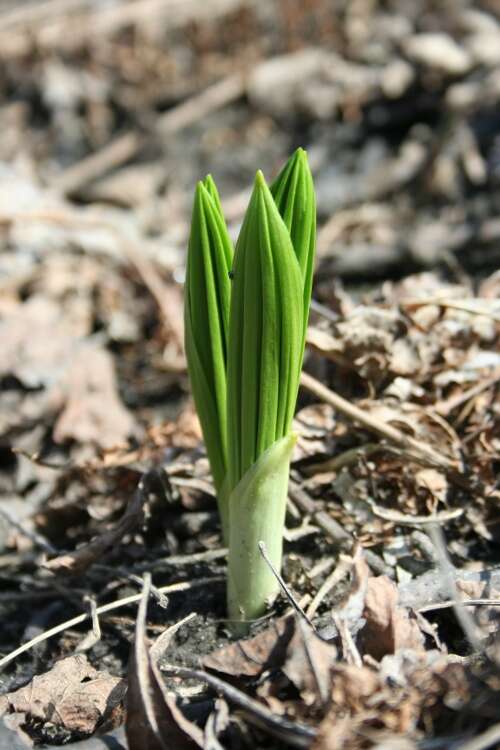 Слика од Veratrum viride Aiton