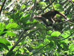 Image of Maranon white fronted capuchin