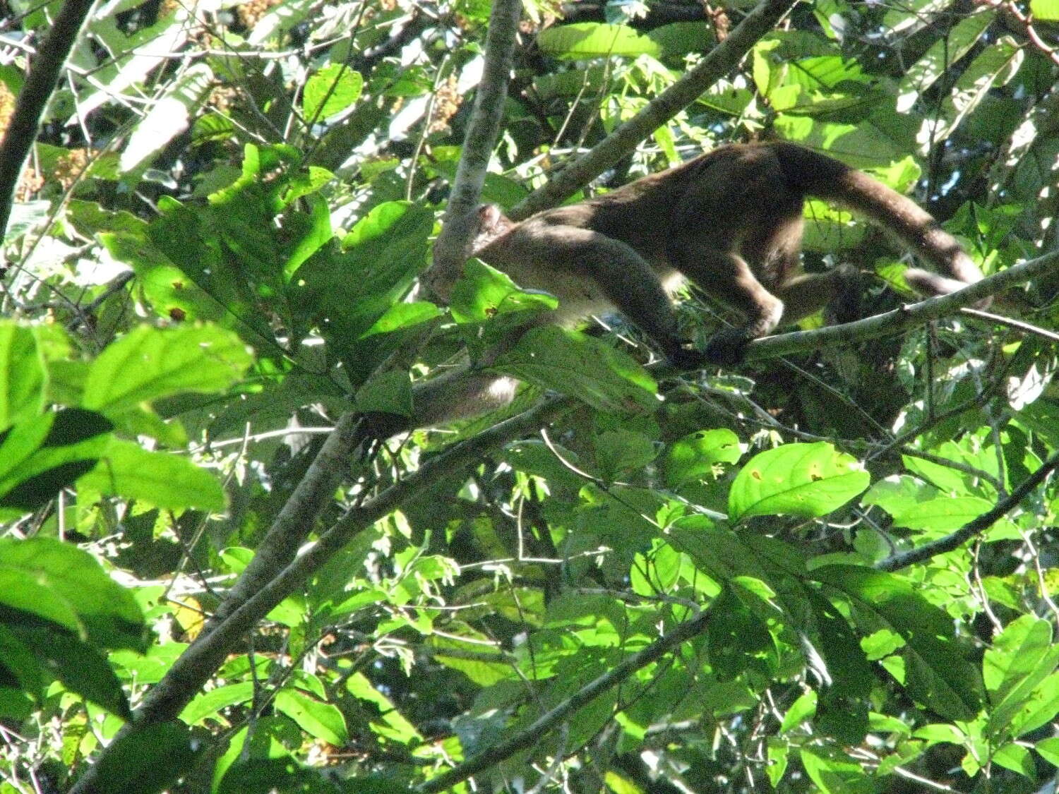 Image of Maranon white fronted capuchin