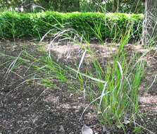 Image of smilograss