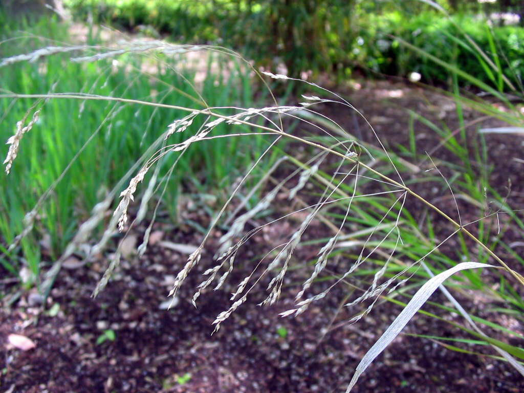 Image of smilograss