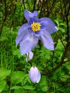 Aquilegia glandulosa Fisch.的圖片