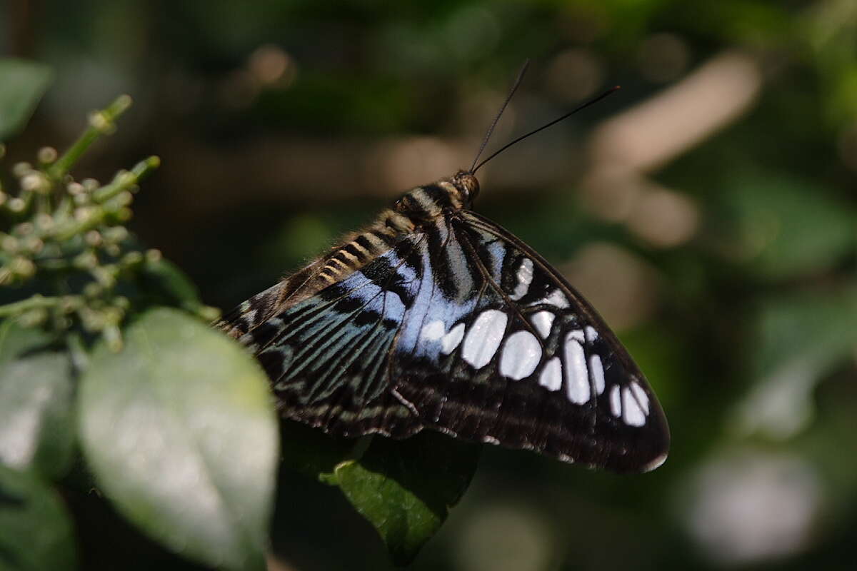 Imagem de Parthenos sylvia