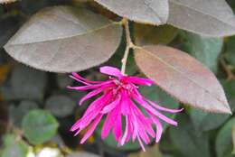 صورة Loropetalum chinense (R. Br.) Oliv.