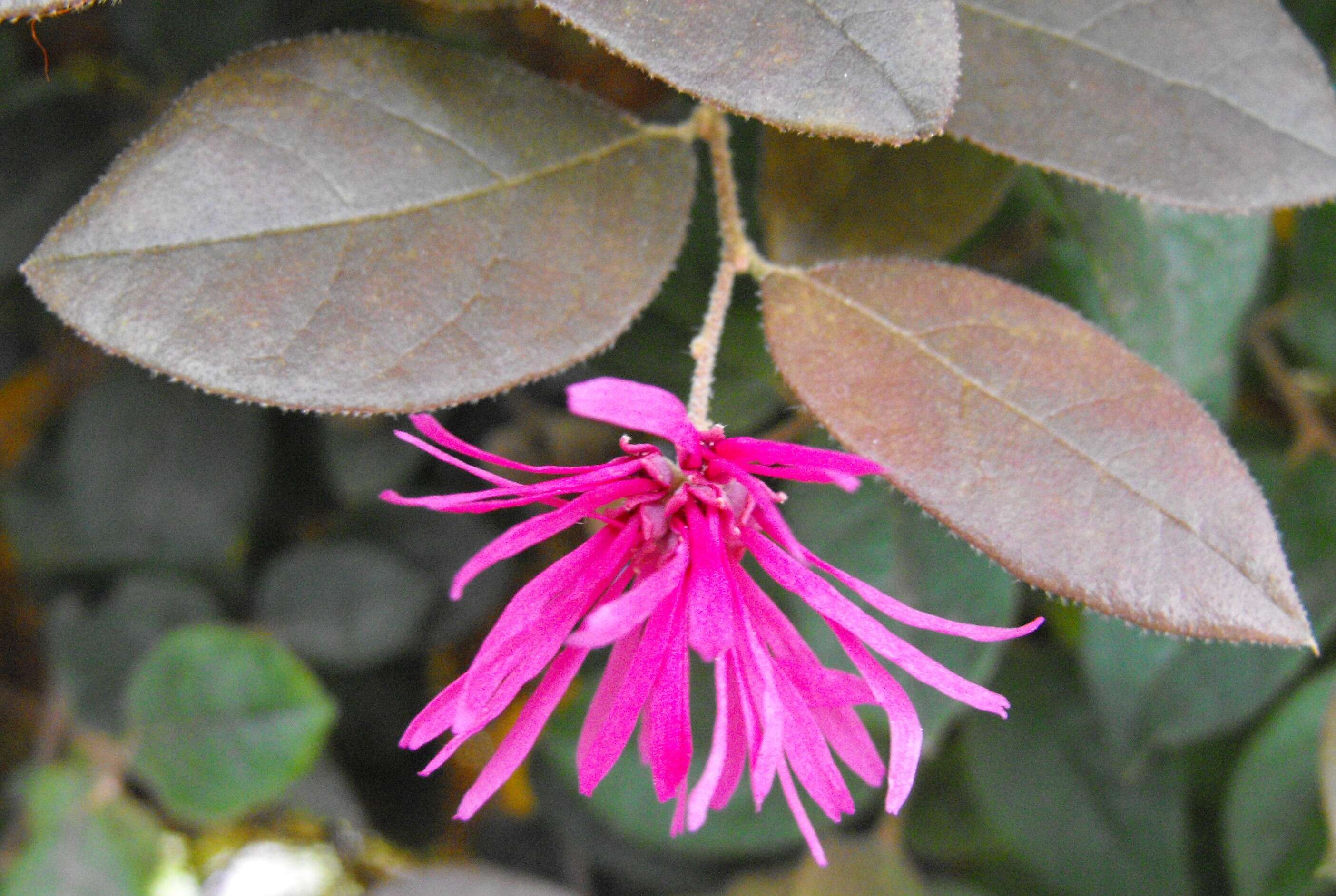 Image of Chinese fringe flower