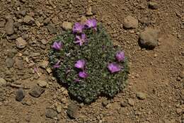 Слика од Oxalis adenophylla Gill.