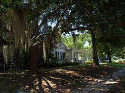 Image of Spanish moss