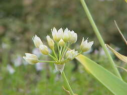 Image of Lily Leek