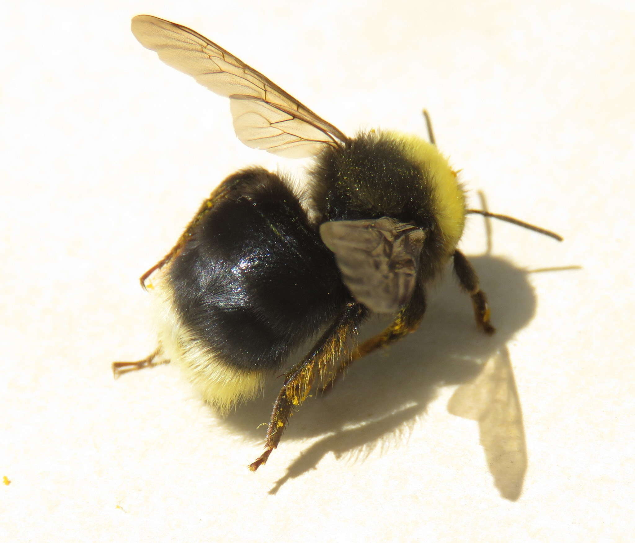 صورة Bombus occidentalis Greene 1858