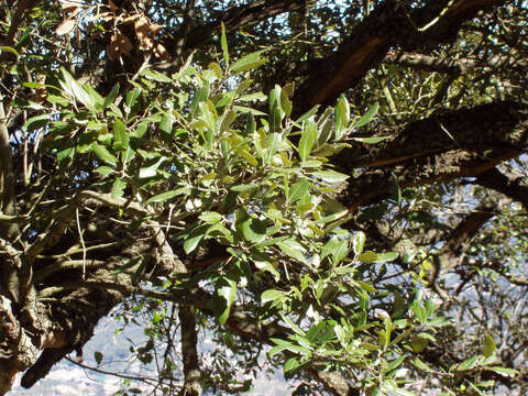 Image of Holm Oak