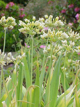 Image of Lily Leek