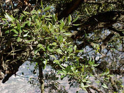 Image of Holm Oak