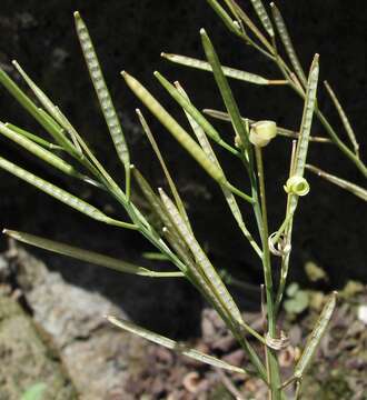 Image of Narrow-leaved Bittercress