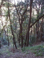 Image of Holm Oak