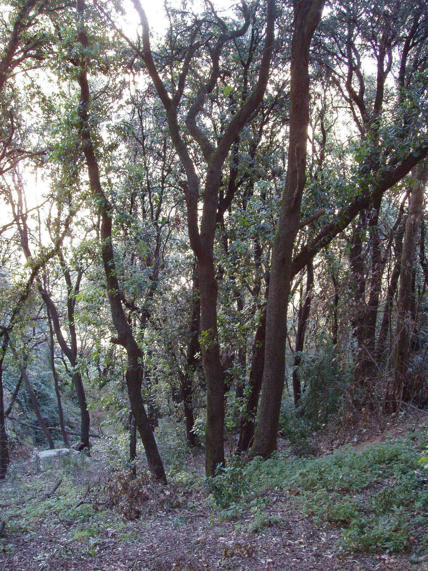 Image of Holm Oak