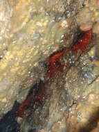 Image of red rock shrimp