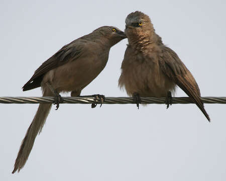 Image of Large Grey Babbler