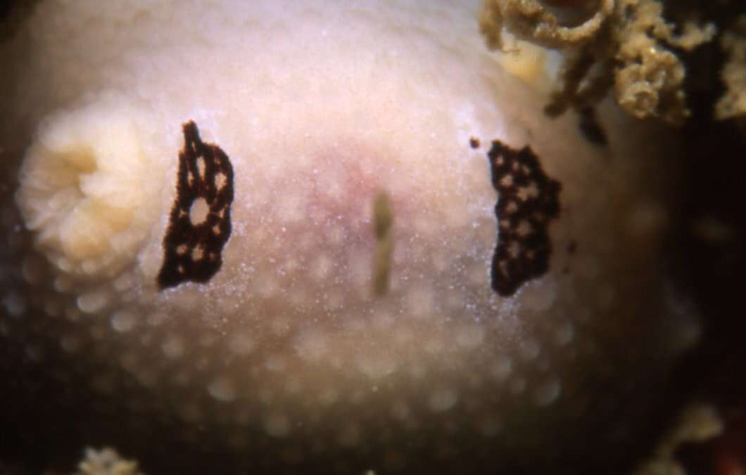 Image of Three-spot nudibranch