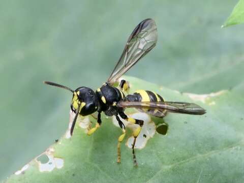 Image of Cerceris quadricincta (Panzer 1799)