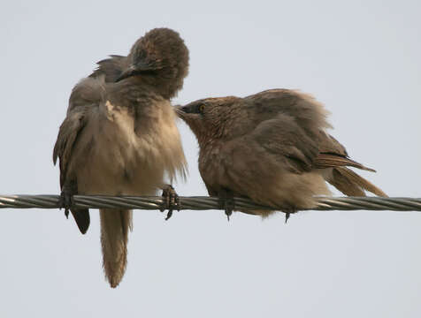 Image of Large Grey Babbler