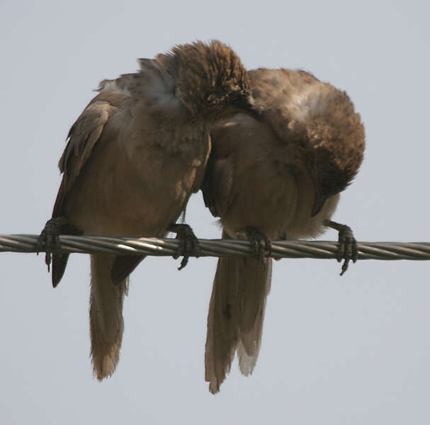 Image of Large Grey Babbler