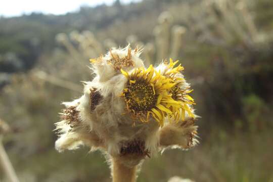 Image of Espeletia congestiflora Cuatrec.