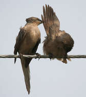 Image of Large Grey Babbler